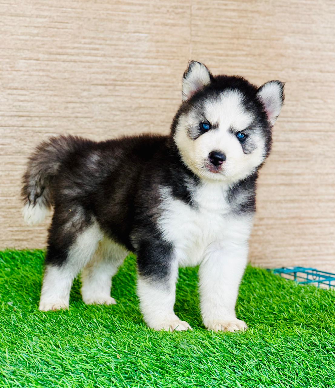Husky puppy breeder Faridabad - GoodPaws